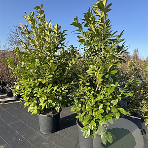 Prunus I. 'Rotundifolia' 200-225 cm cont. 70L