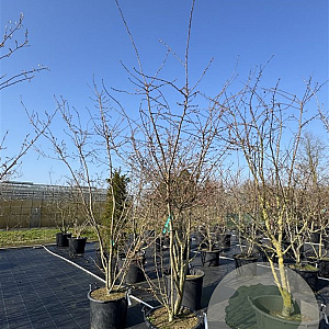 Prunus subh. 'Autumnalis Rosea' 300-350 cm cont. 80L meerstammig