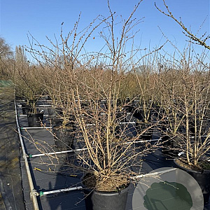 Prunus 'The Bride' 175-200 cm 50L