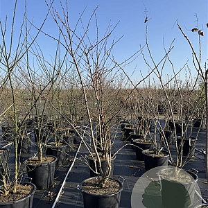 Prunus yedoensis 200-250 cm 50L meerstammig