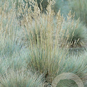 Festuca glauca 'Elijah Blue' GM P9