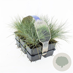 Festuca glauca 'Elijah Blue' GM sixpack