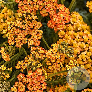 Achillea m. Milly R. Ye. Terracotta GM C5