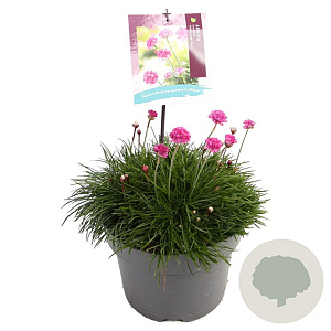 Armeria mar. 'Abbey Deep Rose' GM C5
