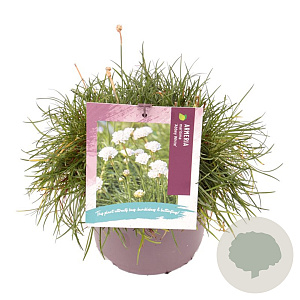 Armeria m. 'Abbey White' GM 2,0L