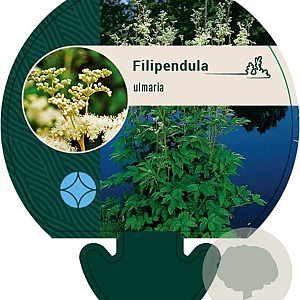 Filipendula ulmaria GM P9