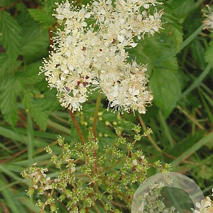 Filipendula ulmaria GM P9