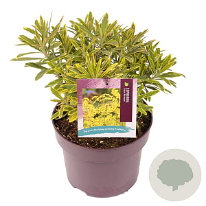 Euphorbia 'Ascot Rainbow' GM C5