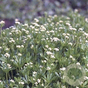 Galium odoratum GM P9