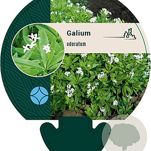 Galium odoratum GM P9