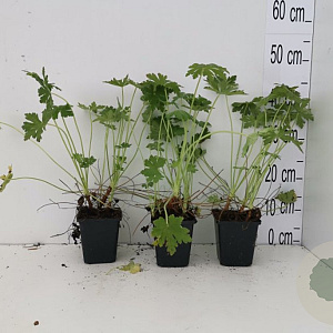 Geranium macrorrhizum GM P9