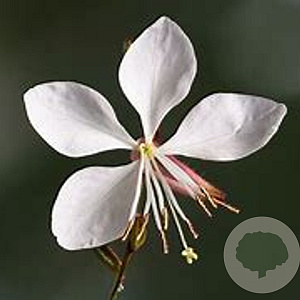 Gaura l. 'Elurra' GM P9