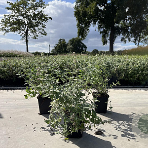 Nepeta racemosa 'Snowflake' GM P9