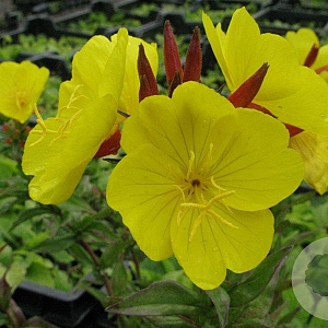 Oenothera fr. 'Fyrverkeri' GM P9