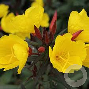 Oenothera fr. 'Sonnenwende' GM P9