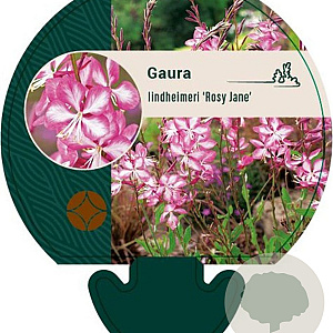 Gaura l. Rosy Jane GM P9