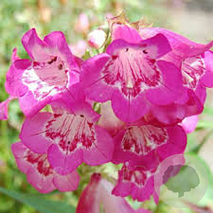 Penstemon h. 'Polaris Magenta' GM C5