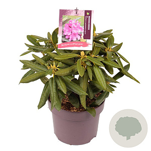 Rhododendron 'Bohlkens Lupineberg Laguna' 25-30 cm 5,0L