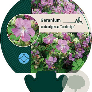 Geranium cant. 'Cambridge' GM P9