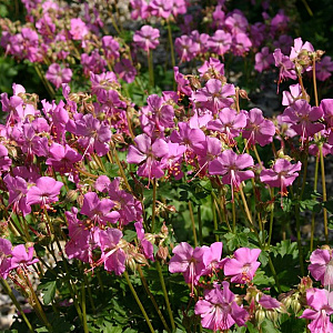 Geranium cant. 'Cambridge' GM P9