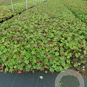 Geranium cant. 'Cambridge' GM P9