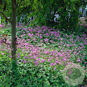 Geranium cant. 'Cambridge' GM P9