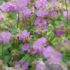 Geranium cant. 'Cambridge' GM P9
