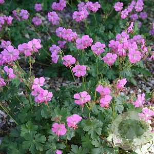 Geranium cant. 'Cambridge' GM P9