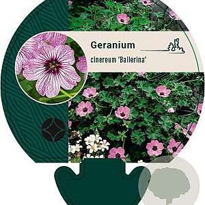 Geranium cin. 'Ballerina' GM P9