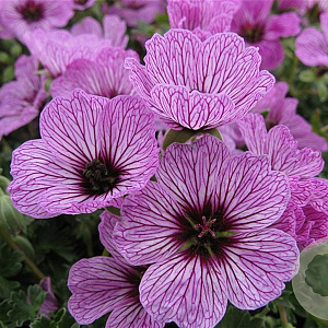 Geranium cin. 'Ballerina' GM P9