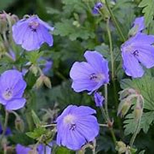 Geranium 'Femme Fatale' GM P9