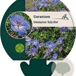 Geranium himalayense 'Baby Blue' GM P9
