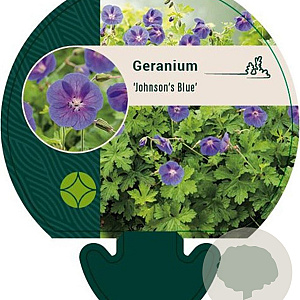 Geranium 'Johnson's Blue' GM P9