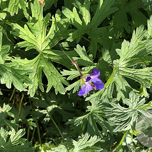 Geranium 'Johnson's Blue' GM P9