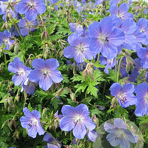 Geranium 'Johnson's Blue' GM P9