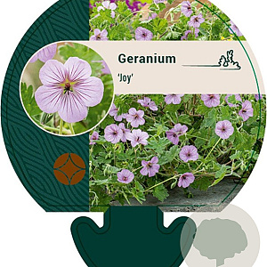 Geranium 'Joy' GM P9