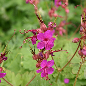 Geranium macr. 'Czakor' GM P9