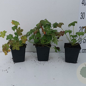 Geranium macr. 'Czakor' GM P9