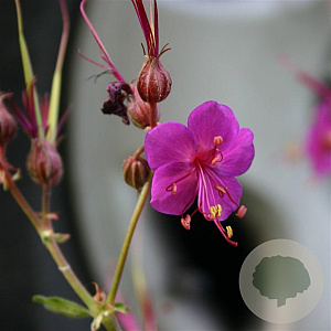Geranium macr. 'Czakor' GM P9