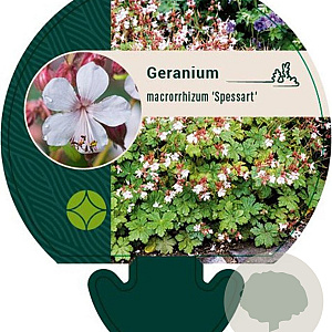 Geranium macr. 'Spessart' GM P9