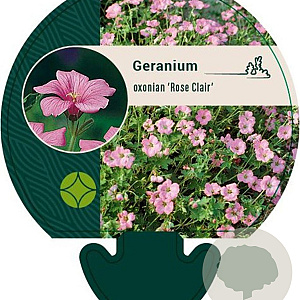 Geranium ox. 'Rose Clair' GM P9
