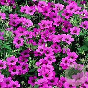 Geranium 'Patricia' GM P9