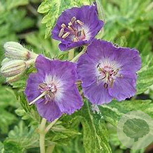 Geranium ph. 'Margaret Wilson' GM P9