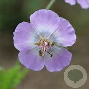Geranium ph. 'Walküre' GM P9