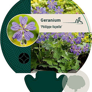 Geranium 'Philippe Vapelle' GM P9