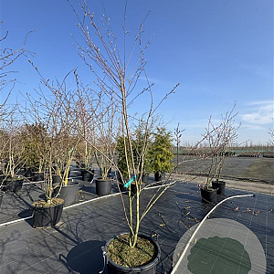 Amelanchier laevis 'Snowflakes' 250-300 cm cont. 80L meerstammig
