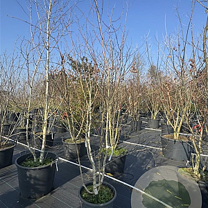 Betula utilis 'Doorenbos' 200-250 cm 50L