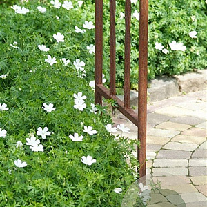 Geranium sang. 'Album' GM P9