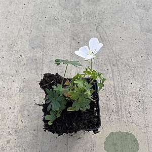 Geranium sang. 'Album' GM P9