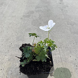 Geranium sang. 'Album' GM P9